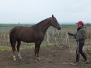 Bára - krotitelka koní